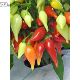 Chilli paprička, Peito De Moca (semena) www. levna- semena. cz / 15961658