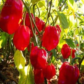 Chilli paprička, Habanero red savina /www. levna- semena. cz / 15961872
