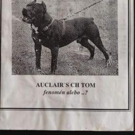 Foto inzerátu Americký pitbullterrier