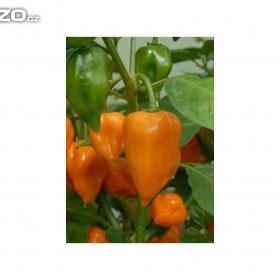 Fotka k inzerátu CHilli paprička, Habanero Orange /Semena:  www. levna- semena. cz / 16135767