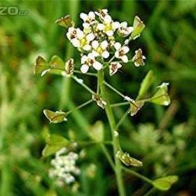Kokoška pastuší tobolka (semena) www. levna- semena. cz / 16164073