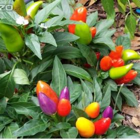 Chilli paprička, Multicolor /www. levna- semena. cz / 16308674