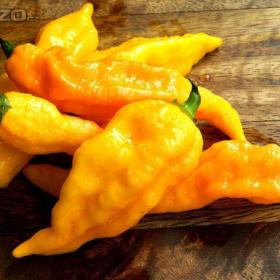 CHilli paprička, Bhut yellow (semena) www. rostliny- prozdravi. cz / 16311926