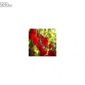 Fotka k inzerátu CHilli paprička-  Habanero red savina /www. rostliny- prozdravi / 16409468