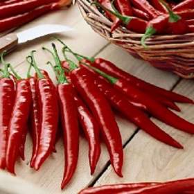Chilli paprička, Rosso (semena) www. levna- semena. cz / 16411733