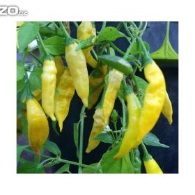 CHilli paprička -  Giallo (semena) www. rostliny- prozdravi. cz / 16411790