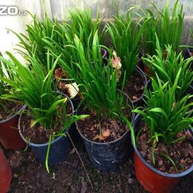 Foto inzerátu Česnek podivný - Léčivá rostlina / www.rostliny-prozdravi.cz