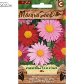 Kopretina šarlatová, směs (semena) www. levna- semena. cz / 16578665