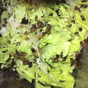 Foto inzerátu ŠNEK AFRICKÝ lissscjatina immaculata