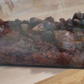 Foto inzerátu ŠNEK AFRICKÝ lissscjatina immaculata