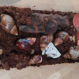 Foto inzerátu ŠNEK AFRICKÝ lissscjatina immaculata