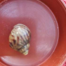 Foto inzerátu ŠNEK AFRICKÝ lissscjatina immaculata