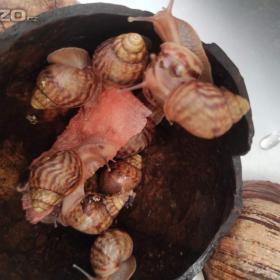 Foto inzerátu ŠNEK AFRICKÝ lissscjatina immaculata