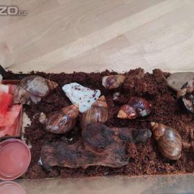 Foto inzerátu ŠNEK AFRICKÝ lissscjatina immaculata