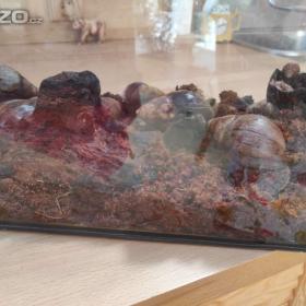 Foto inzerátu ŠNEK AFRICKÝ lissscjatina immaculata