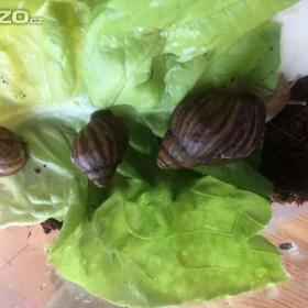 Foto inzerátu Africké Šneky rodu lissachatina immaculata