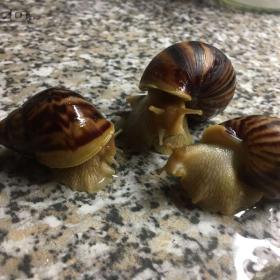 Foto inzerátu Africké Šneky rodu lissachatina immaculata