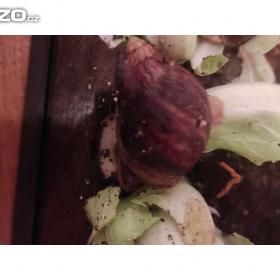 Foto inzerátu Africké Šneky rodu lissachatina immaculata