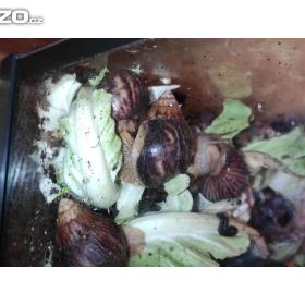 Foto inzerátu Africké Šneky rodu lissachatina immaculata