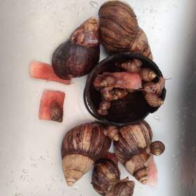 Foto inzerátu Africké Šneky rodu lissachatina immaculata