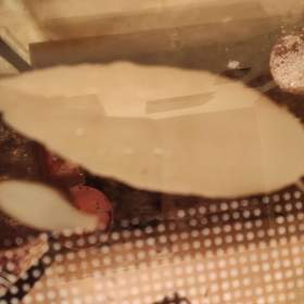 Fotka k inzerátu Africké Šneky rodu lissachatina immaculata / 19176041