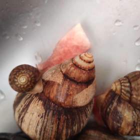 Foto inzerátu Africké Šneky rodu lissachatina immaculata