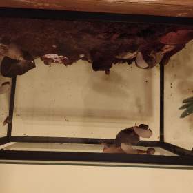 Foto inzerátu Africké Šneky rodu lissachatina immaculata