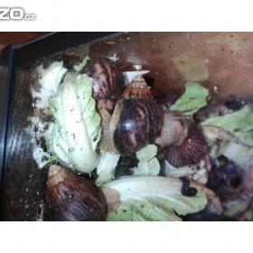 Foto inzerátu ŠNEK africký - lissachatina immaculata.