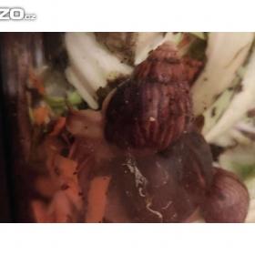 Foto inzerátu ŠNEK africký - lissachatina immaculata.