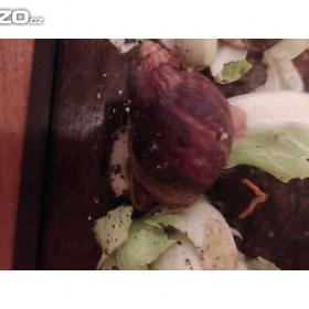 Foto inzerátu ŠNEK africký - lissachatina immaculata.