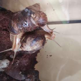 Foto inzerátu ŠNEK africký - lissachatina immaculata.