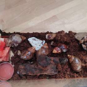 Foto inzerátu ŠNEK africký - lissachatina immaculata.