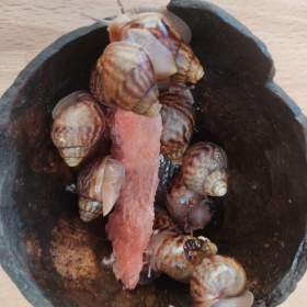 Foto inzerátu ŠNEK africký - lissachatina immaculata.