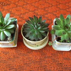 Fotka k inzerátu Netřesky do skalky / 19088995