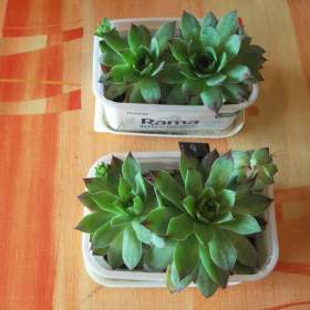 Foto inzerátu Netřesky do skalky