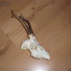 Parůžky srnčí s lebkou / 16910976