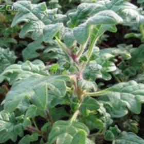 Fotka k inzerátu Migrénovník -  Léčivá rostlina (rostliny) www. rostliny- prozdravi. cz / 19402728