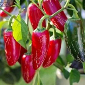 CHilli paprička, Jalapeňo (semena) www. levna- semena. cz / 16967500