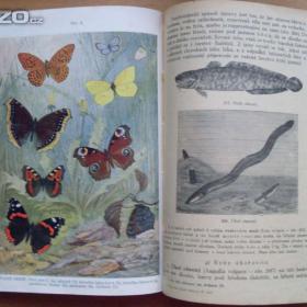 Foto inzerátu František Polívka Živočichopis pro nižší třídy škol středních