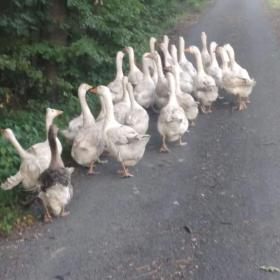Foto inzerátu Koks zbytek po zimě cca 30q