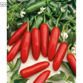 CHilli paprička, Atzeco (semena) www. levna- semena. cz / 17413076