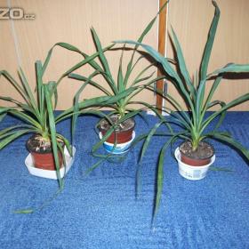 Fotka k inzerátu Malé pokojové květiny / 19088995