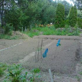 Pronájem ZÁHONŮ Přírodní zahrady / 17590382
