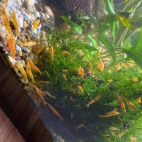 Foto inzerátu Krevetky Neocaridina - oranžové (posílám i Zásilkovnou)