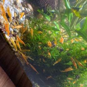 Krevetky Neocaridina -  oranžové (oposílám i Zásilkovnou) / 17759006