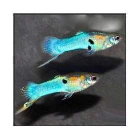 Foto inzerátu Krevetky Neocaridina - oranžové (posílám i Zásilkovnou)