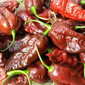 Chilli paprička Bhut jolokia chocolate (semena) www. levna- semena. cz / 18161229