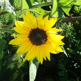 Foto inzerátu Plastové kelímky na sadbu