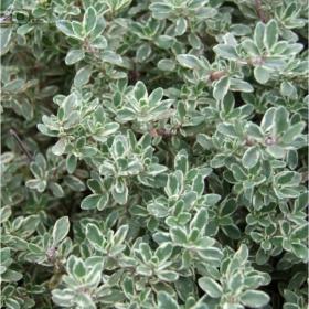 Foto inzerátu Tymián bílý (rostliny) www.rostliny-prozdravi.cz