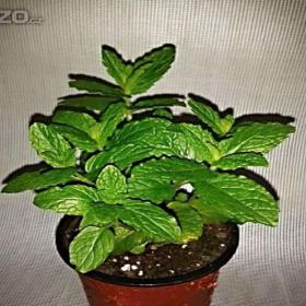 Máta, Mochitto (sazenice) www. rostliny- prozdravi. cz / 18274369